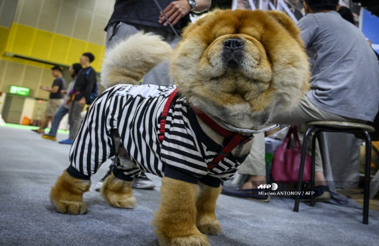 Perro disfrazado