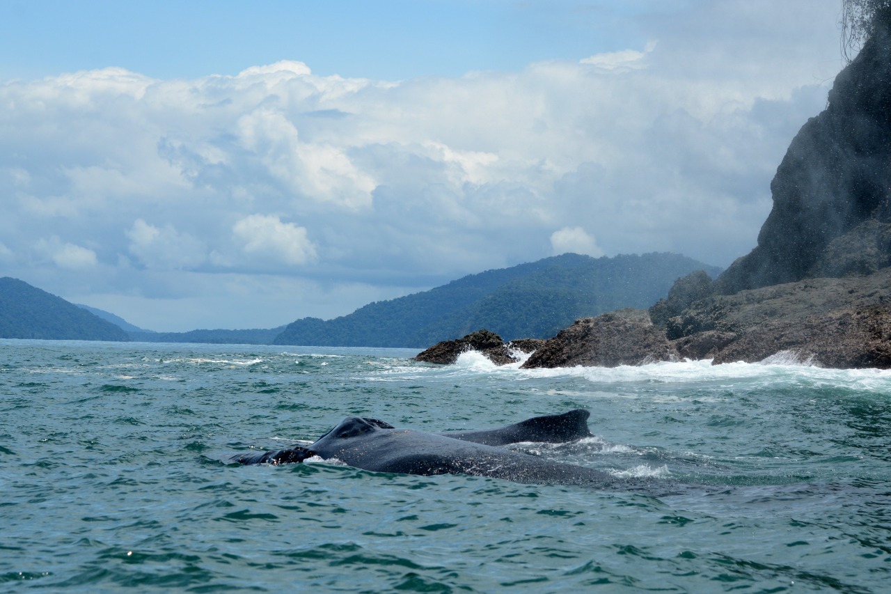 Ballenas jorobadas.