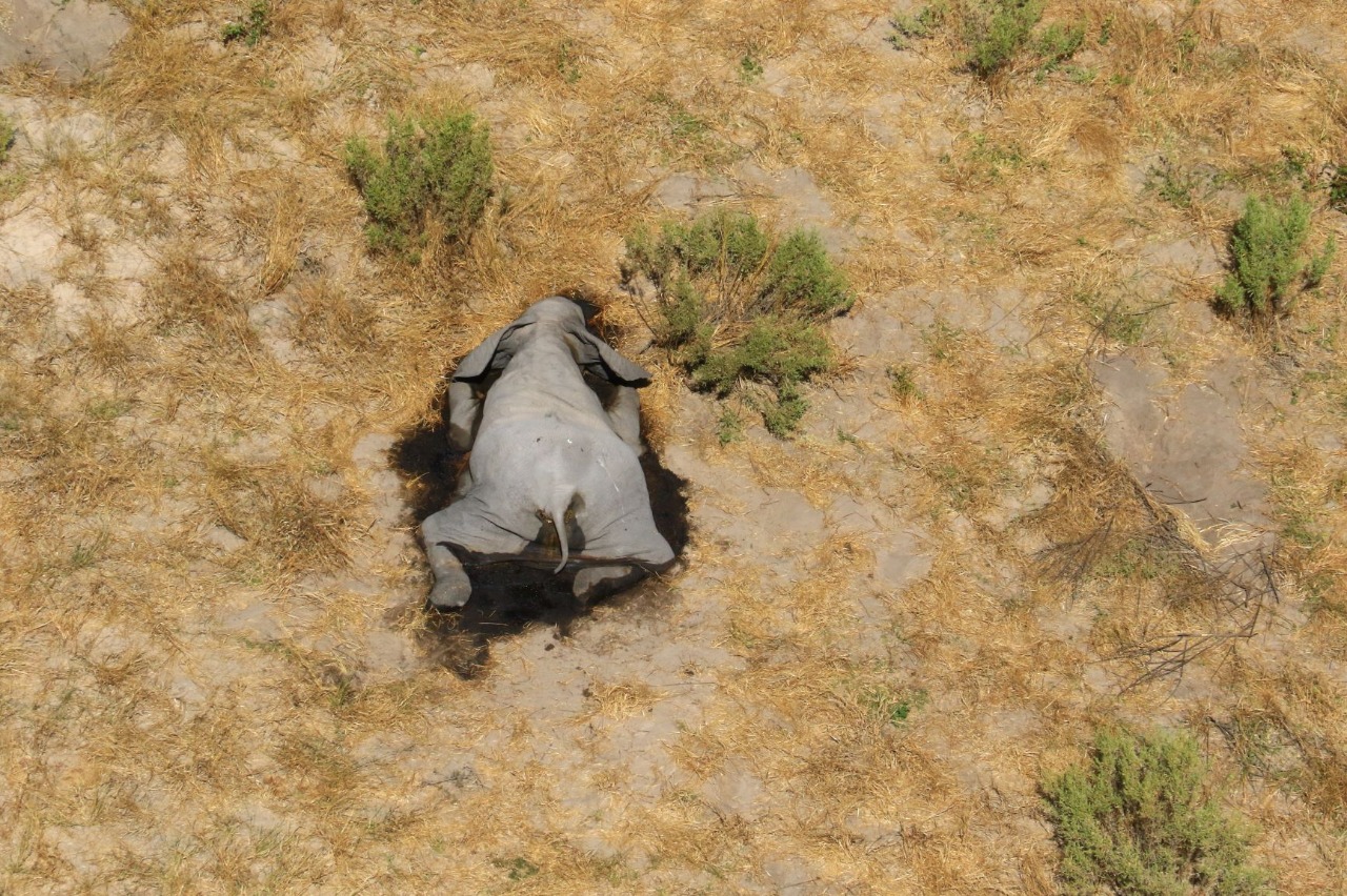 Muerte de elefantes en Botswana 5