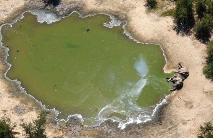 Muerte de elefantes en Botswana 3