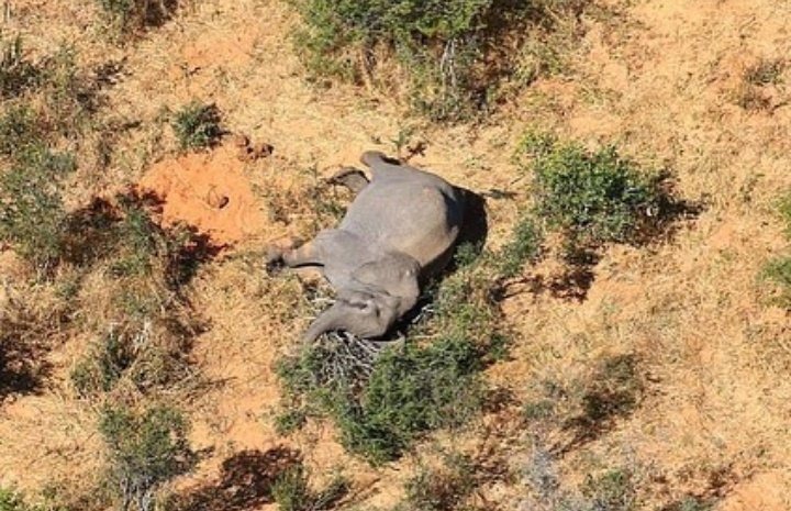 Muerte de elefantes en Botswana 2