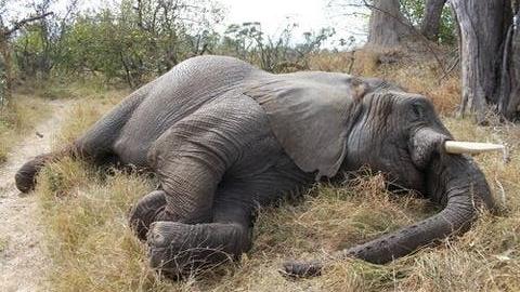Muerte de elefantes en Botswana 1