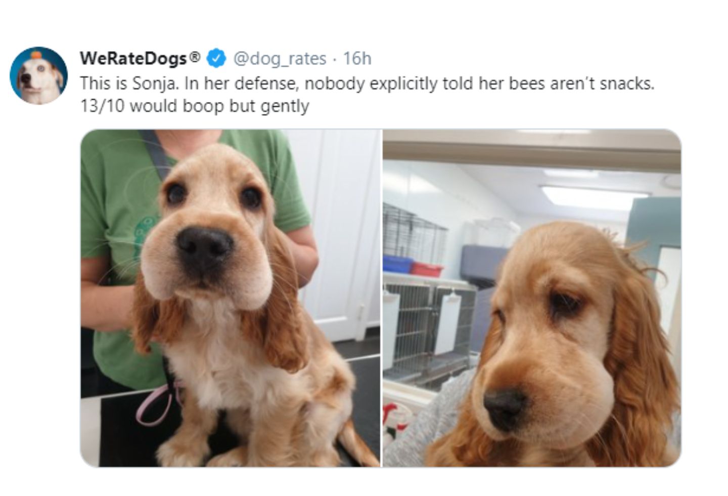 Sonja, la perrita que trató de comerse una abeja