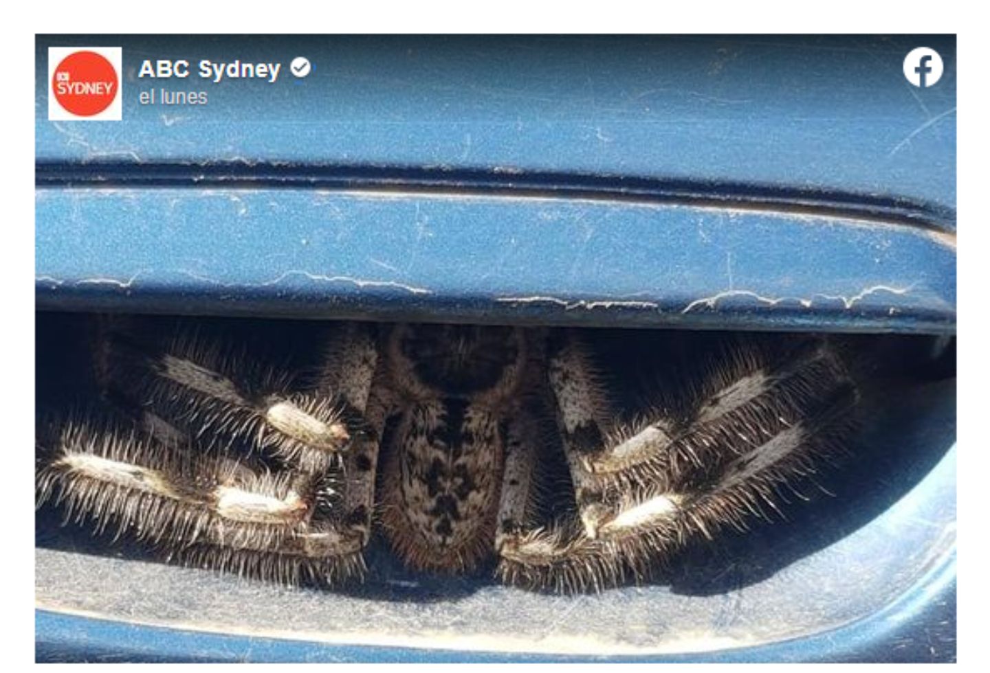 La espeluznante araña 'peluda' que encontró mujer en su carro