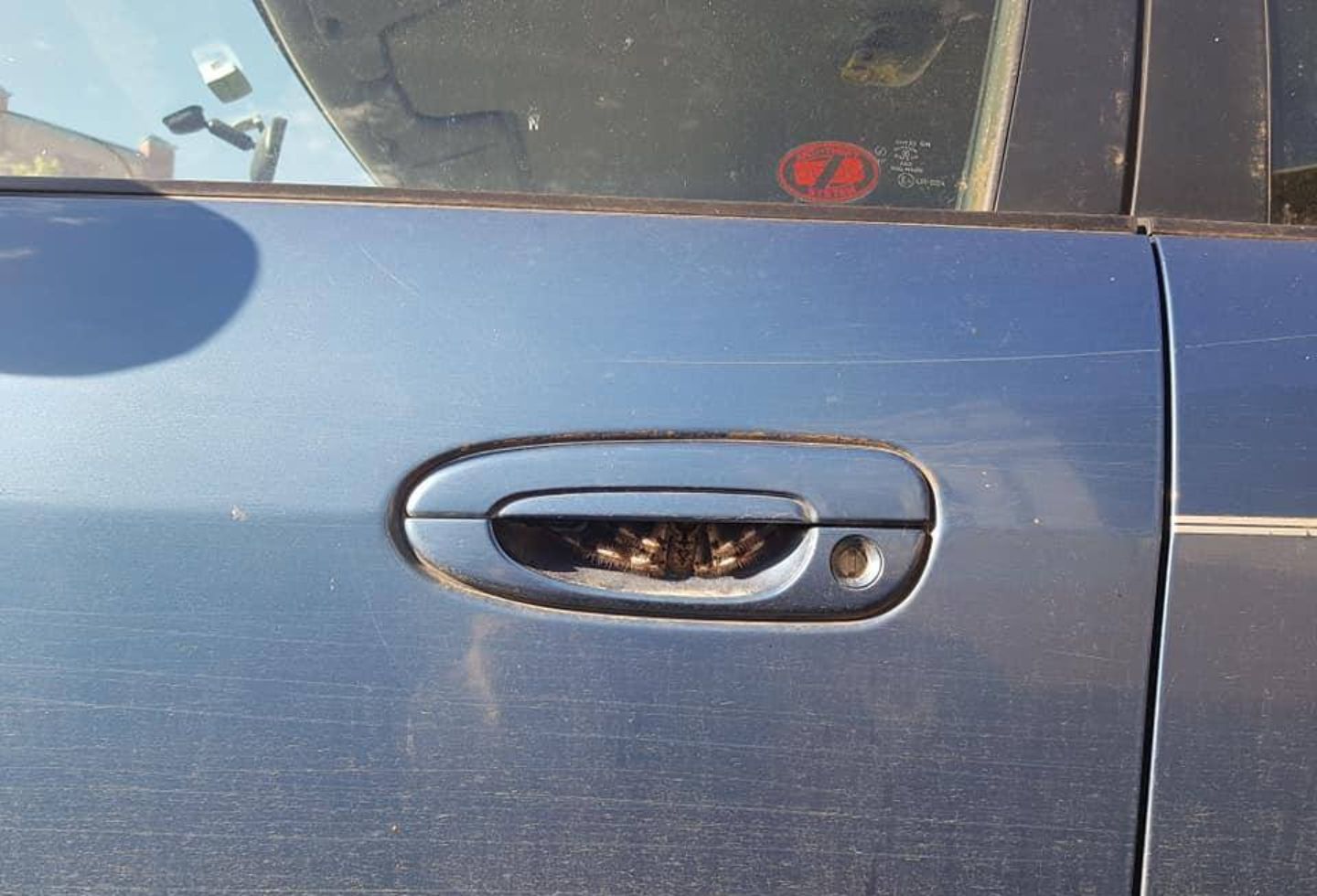 Araña 'peluda' que encontró mujer en su carro