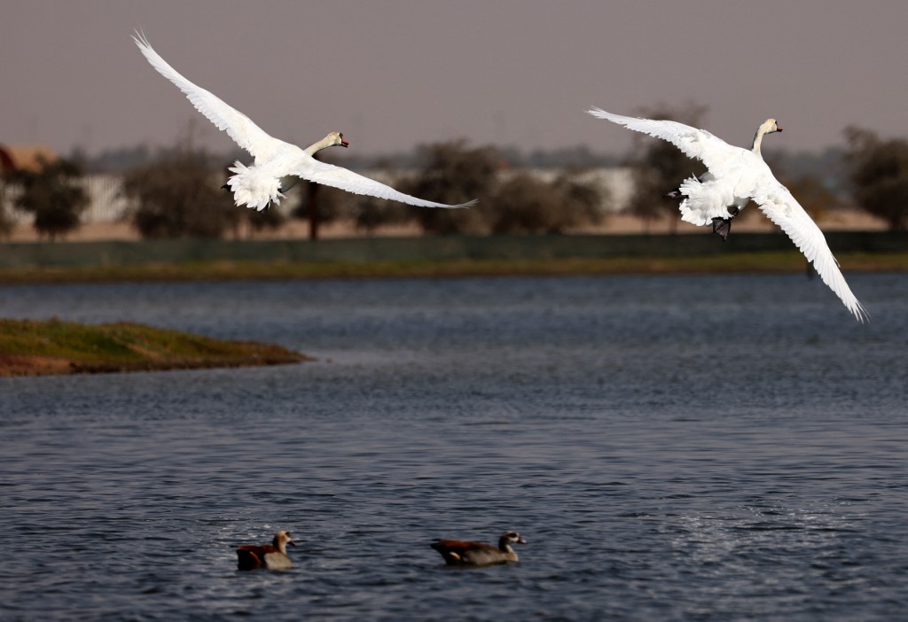 Aves, pájaros