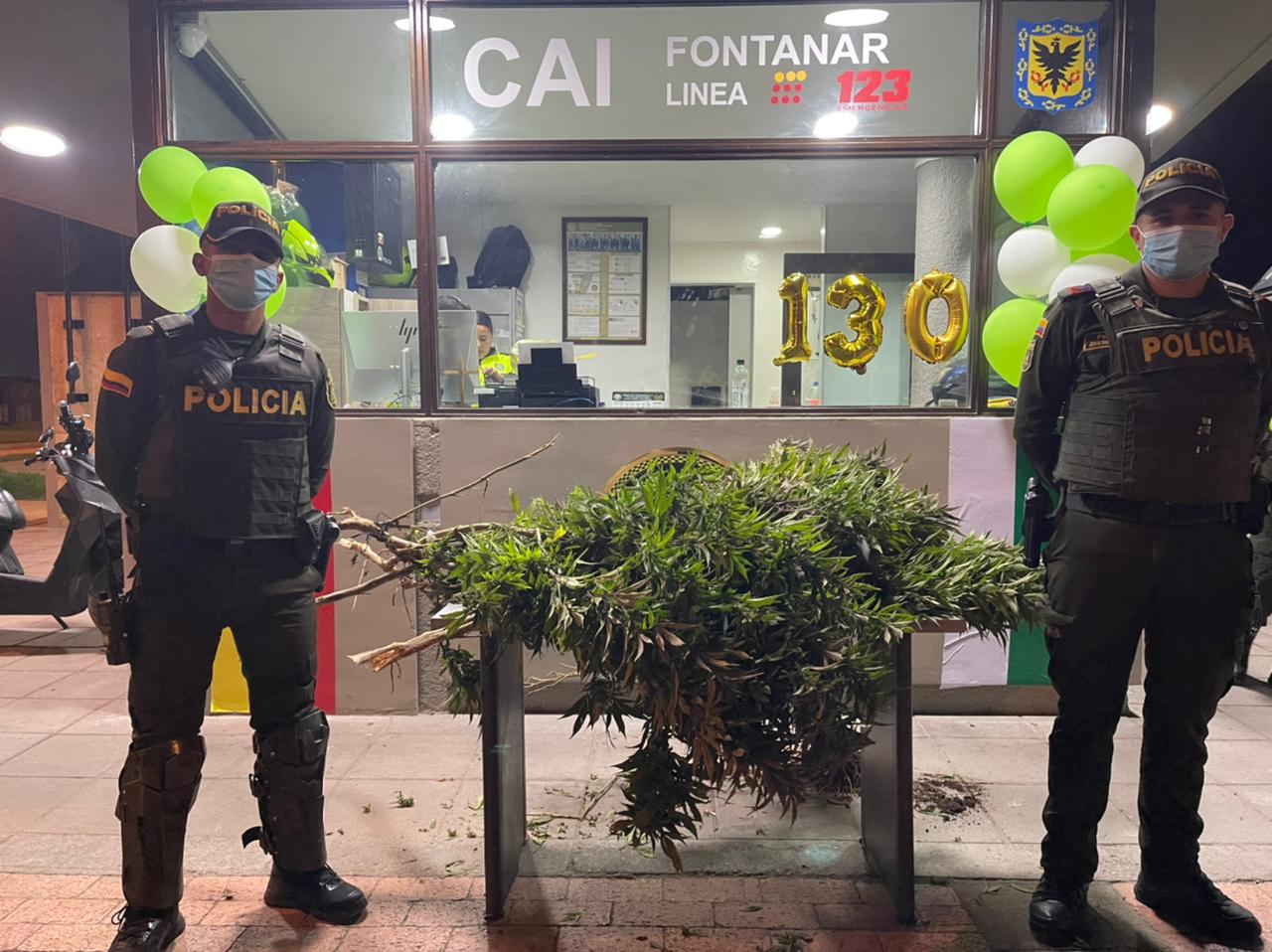 Hicieron pasar plantas de marihuana como 'arbolitos de navidad' en Suba