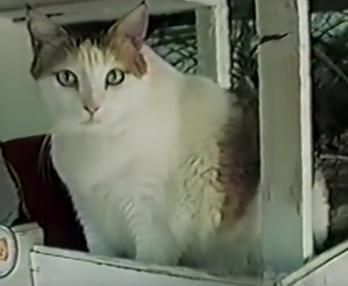 Creme Puff el gato más viejo del mundo