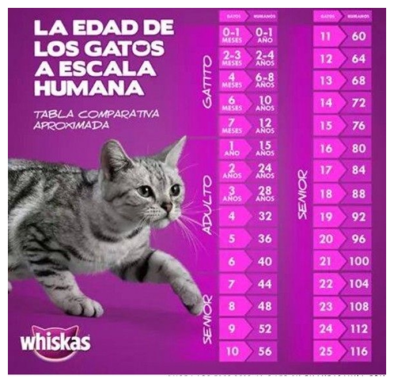 Fecha De Matriculación: ¡Encuentra La Edad De Tu Vehículo Al Instante! - 83oazys