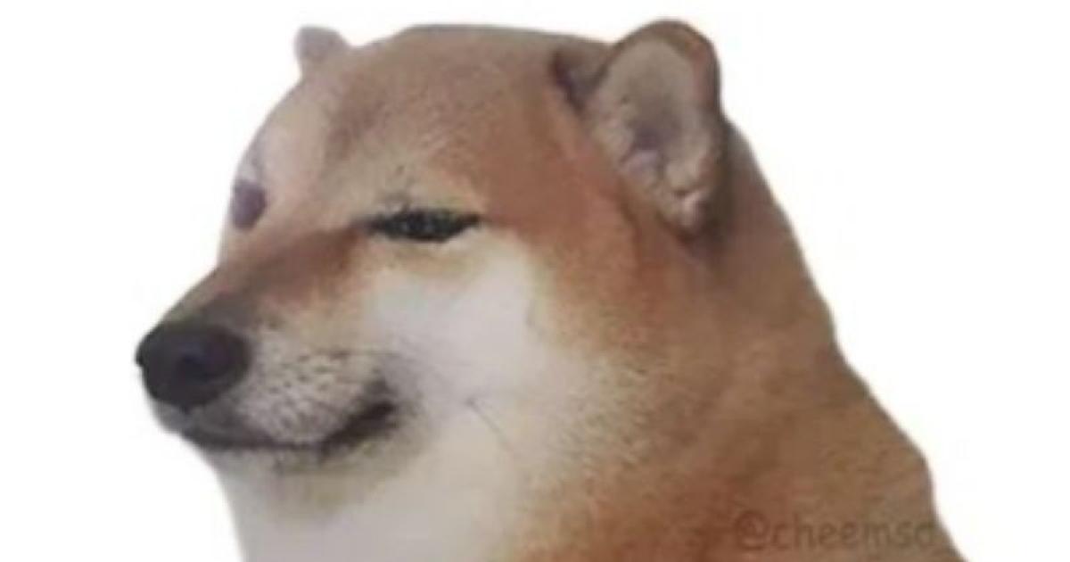Perro de los memes: Cheems Balltze murió