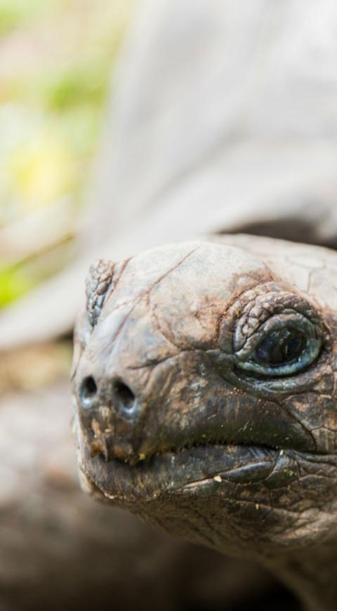 Tortugas, uno de los animales afectados por contaminación en el Océano