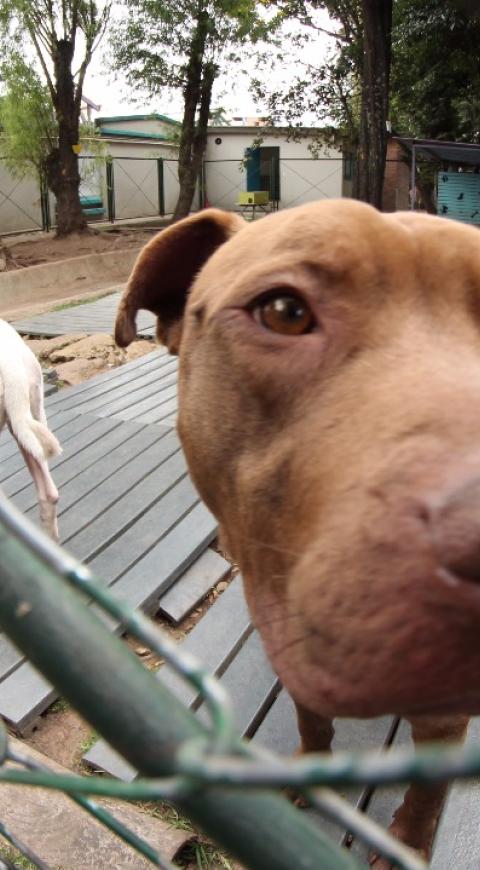 Se busca prohibir que para la elaboración y producción de productos cosméticos intervengan animales.