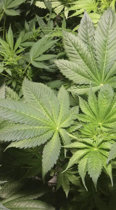 Plantas de marihuana