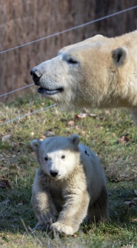 Oso polar
