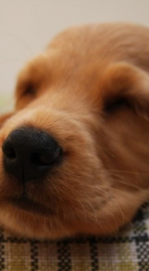 perrito Perros