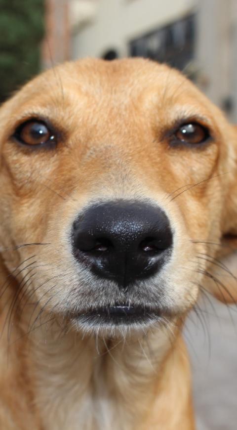 Perro Perrito es echado a patadas por un padre