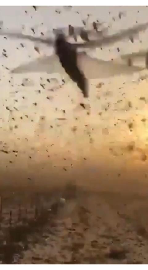 Plaga de langostas