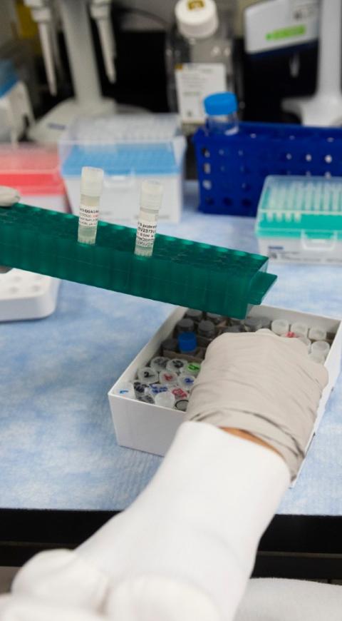 Pruebas de coronavirus