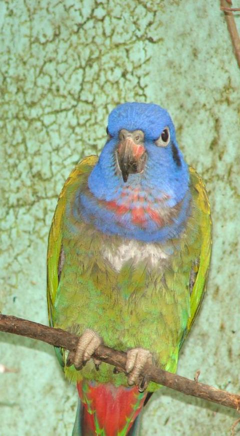 Loros