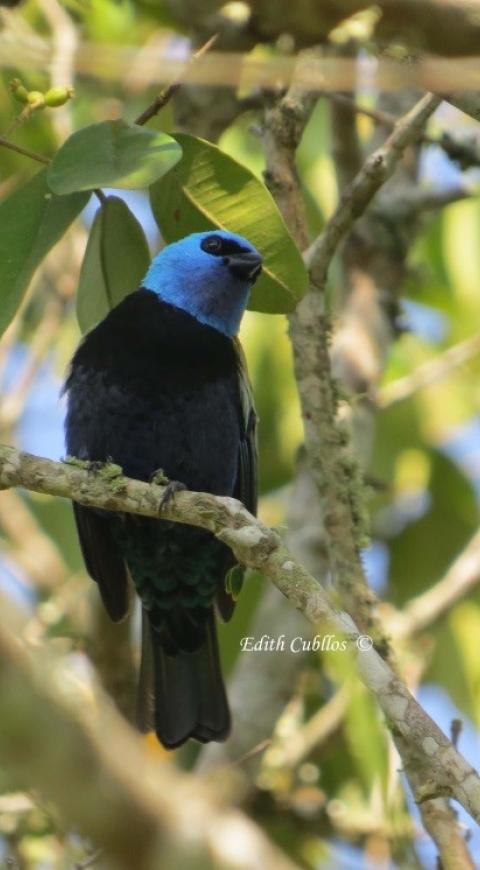 Especie de ave en Cundinamarca.