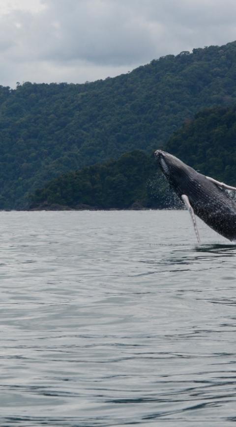 Ballenas jorobadas.