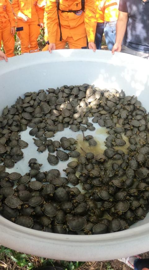 Tortugas