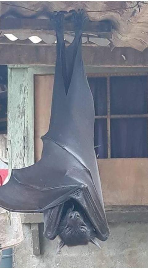 Murciélagos gigantes