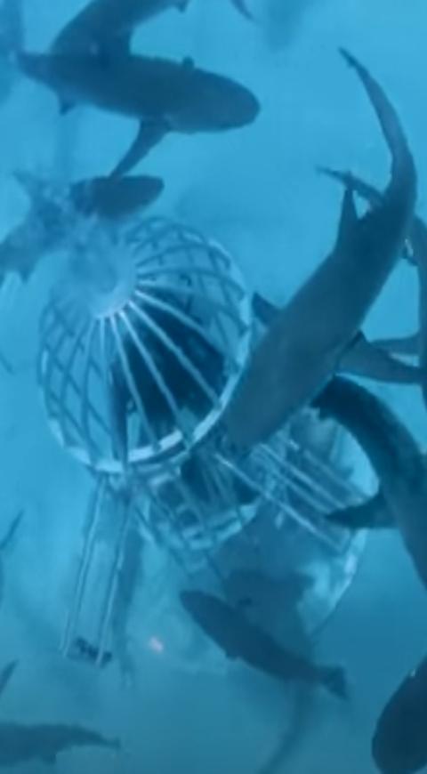Experimento con sangre en tiburones