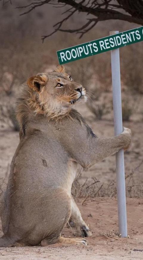 León
