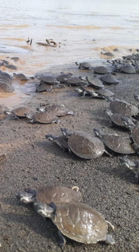 Tortugas liberadas en el río Sinú.