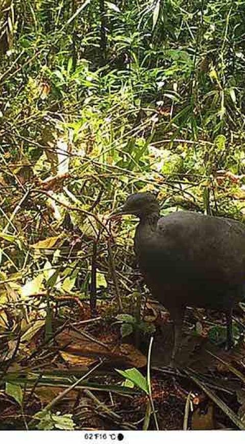 Tinamú negro, especie En Peligro de Extinción.