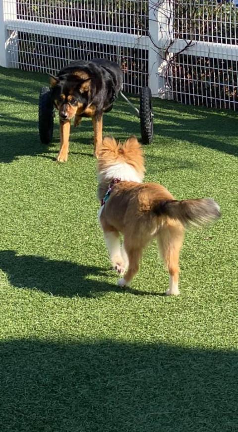 perros