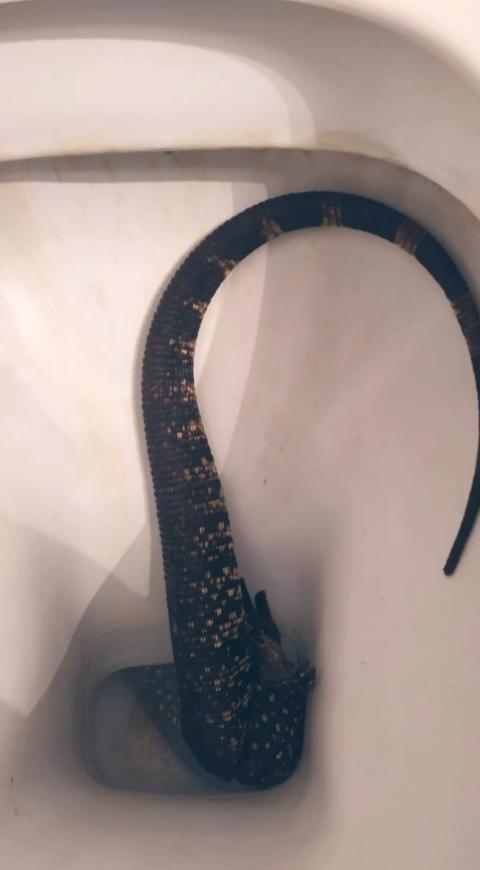 Lagarto en Inodoro
