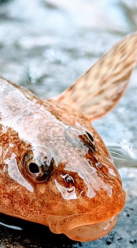 Asprete (Romanichthys valsanicola)