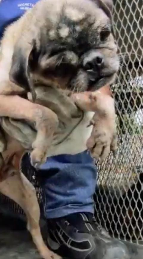 Rescatan perritos en cali