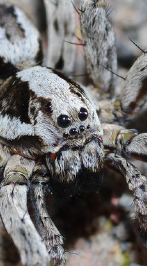Araña zorro