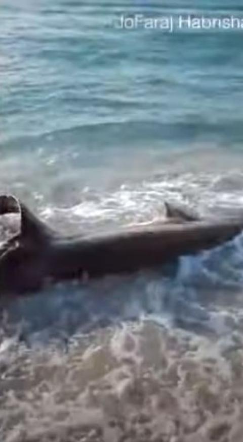Tiburón atacado por un pez espada