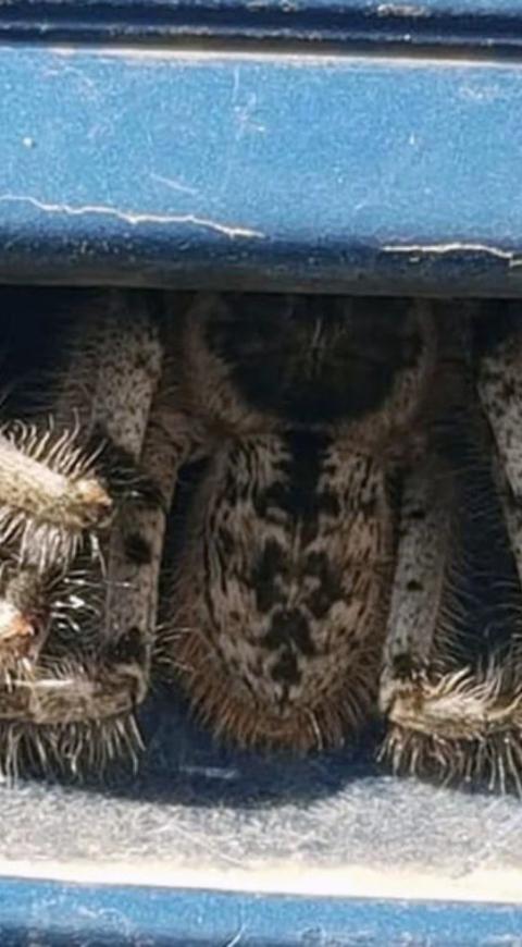 La araña 'peluda' que encontró una mujer en su carro
