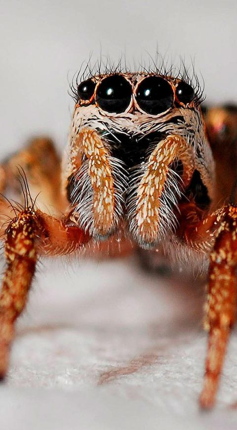 Terrorífica araña, la mascota de un joven en Australia