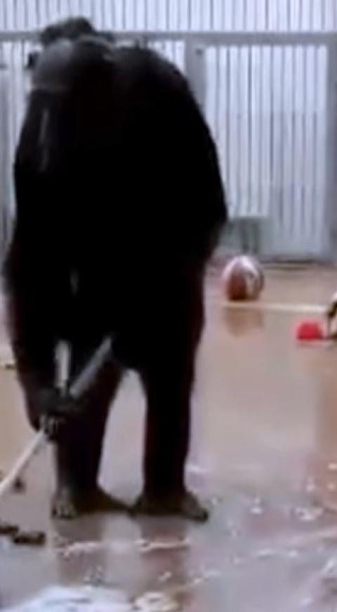 Chimpancé limpia su jaula