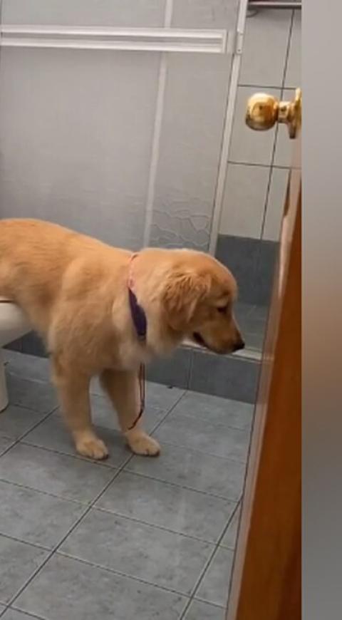 Perro hace chichi en el inodoro