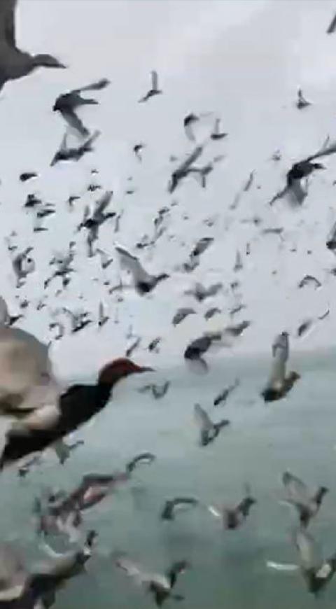 Patos volando
