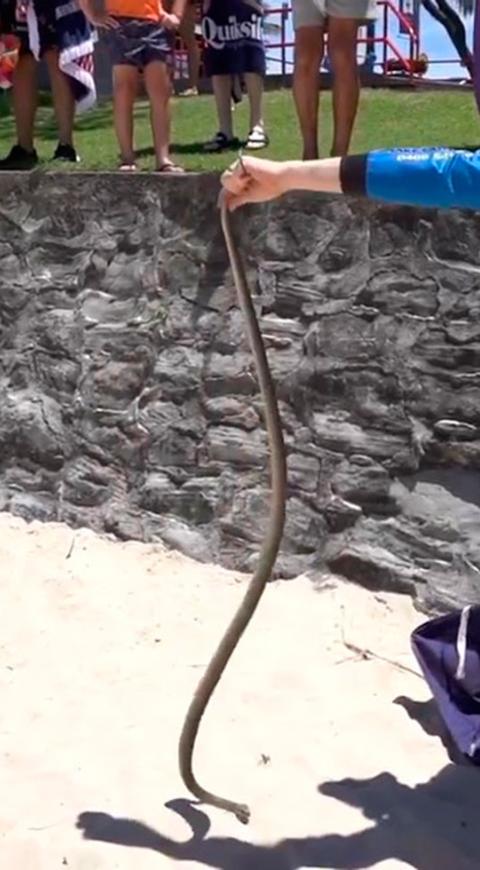 Serpiente hallada cerca de parque infantil
