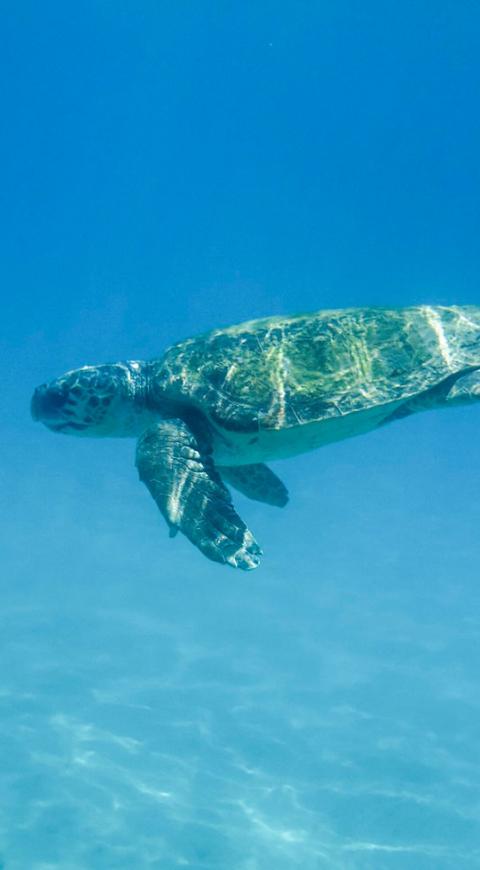Tortuga / vida en el mar