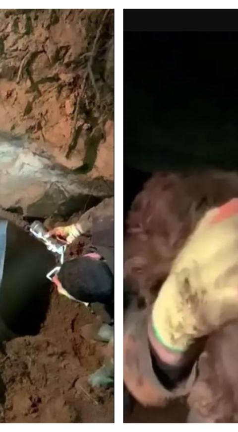 Rescate de perro con sordera Dizzy de la BBC