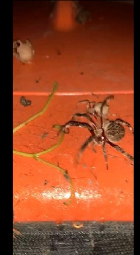 Pelea de arañas en Australia