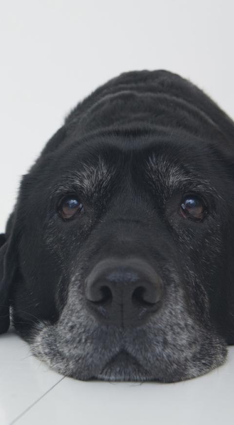Perro referencial