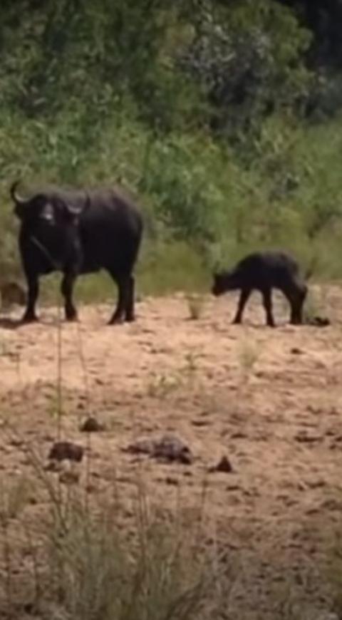 Cría de búfalo huye de leopardo
