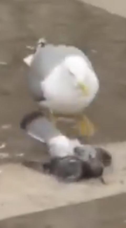 Gaviota ataca a una paloma