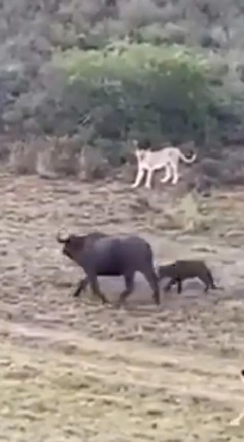 Madre búfalo y su cría